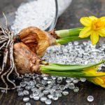 Welche Blumenzwiebeln pflanzt man wann? Frühblüher und Sommerblumen