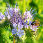 Header Bienenweide anlegen