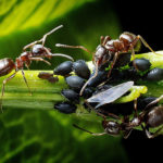 Header Biologische Schädlingsbekämpfung