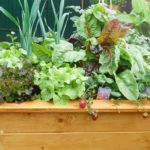 Header Hochbeet anlegen für Anfänger