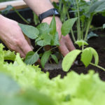 Header Hochbeet bepflanzen