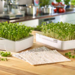 Header Microgreens anbauen