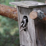 Header Vogelhaus bauen