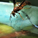 Header Vogeltränke / Insektentränke selber machen