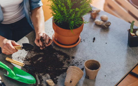 Ideen und Tipps rund ums Thema Gärtnern ohne Garten