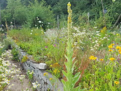 Naturgarten anlegen mit unseren Tipps Paradies für Nützlinge schaffen