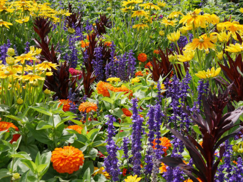 Blumen für Insekten Dein nützlingsfreundliches Blumenbeet Einfaches