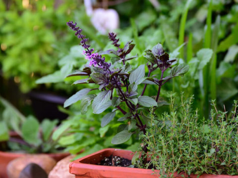 Kräuter auf dem Balkon anbauen So gelingt dein BalkonKräutergarten
