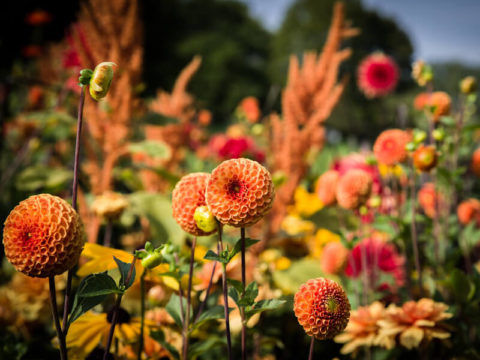 Welche Blumenzwiebeln pflanzt man wann? Frühblüher und Sommerblumen