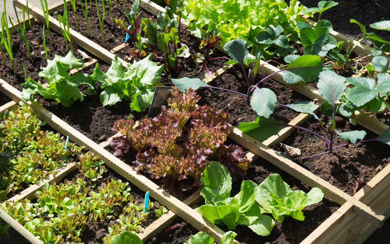 Header 10 Tipps für Gartenanfänger