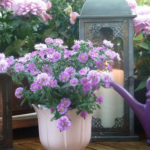 Header Beetplaner Blumen auf dem Balkon