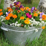 Header Beetplaner Blumen in Kübeln