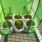 Header Beetplaner Balkon-Gewächshaus