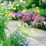 Header Beetplaner großes Blumenbeet