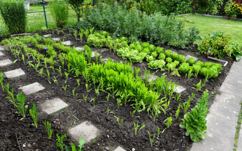 Dein großes Gemüsebeet anlegen Ideen für deinen Gemüsegarten