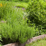 Header Beetplaner kleines Kräuterbeet