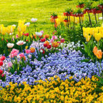 Header Beetplaner kleines Blumenbeet