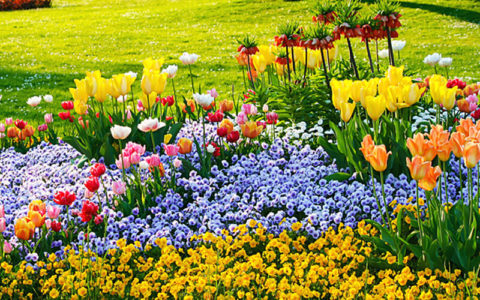 Kleines Blumenbeet ganz groß Beetplaner mit vielen Tipps und Ideen