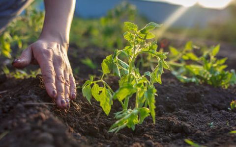 Kleine Gemüsebeet anlegen Per Beetplaner wenig Platz optimal nutzen
