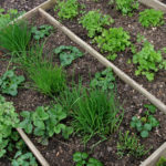 Header Beetplaner großes Kräuterbeet