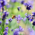 Header Beetplaner nützlingsfreundliches Blumenbeet