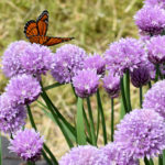 Header Beetplaner nützlingsfreundliches Kräuterbeet