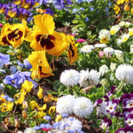 Header Blumenbeet für Anfänger