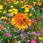 Header Blumenmischung