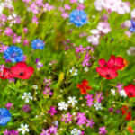 Header Blumenmischungen aussäen