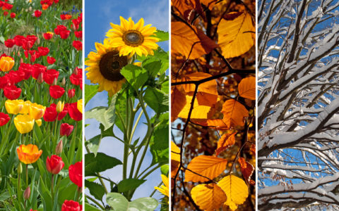 Gartenkalender und Pflanzpläne für dein Gartenjahr Januar bis Dezember