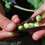 Header Gemüsegarten Tipps