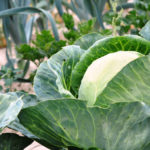 Kleine Gemüsebeet anlegen Per Beetplaner wenig Platz optimal nutzen