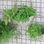 Header Kräuterbeet selber bauen