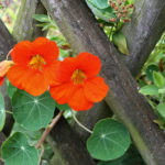 Header Kräuterbeet-Ideen