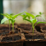 Header Gartenkalender März