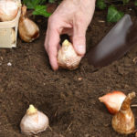 Header Gartenkalender November