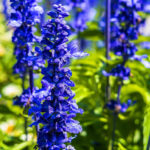 Header Staudenbeet für Anfänger