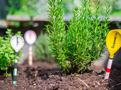 Kräutergarten selber bauen: Viele kreative Ideen für deinen