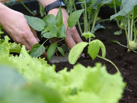 Gemüsegarten-Anbauplan erstellen mit unseren Profitipps: So geht's