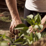 Header Gemüsegarten-Anbauplan