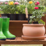 Header Gartenkalender Juni