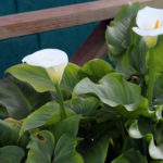 Header Pflegeleichte Pflanzen