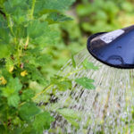 Header Richtig Gießen