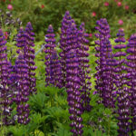 Header Staudenbeet gestalten