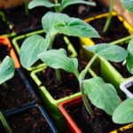 Header Vorkultur und Direktsaat-jungpflanzen