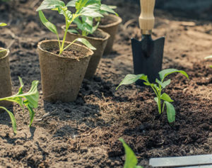 Gartenkalender und Pflanzpläne für dein Gartenjahr Januar bis Dezember